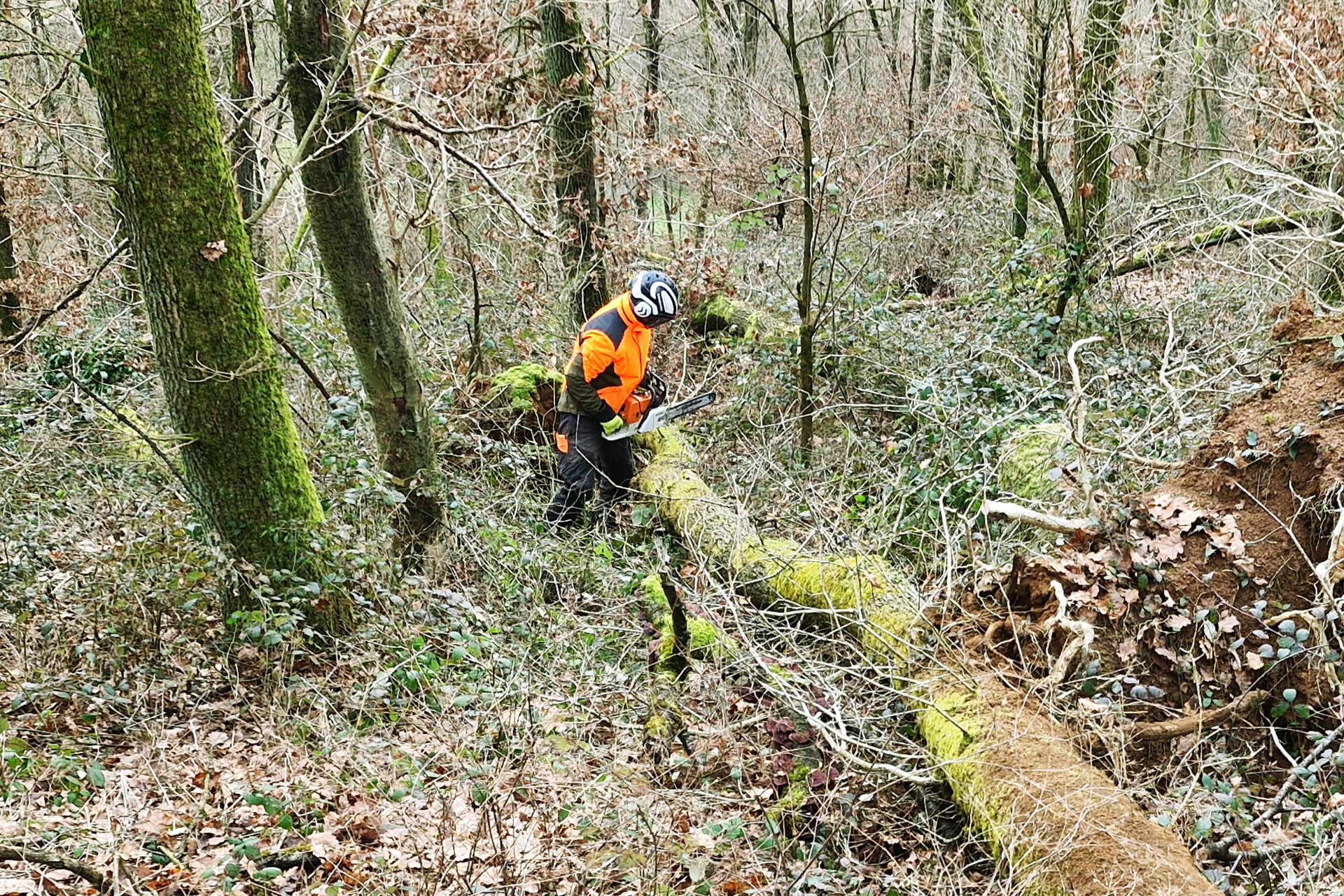 Baumfällung im Wald