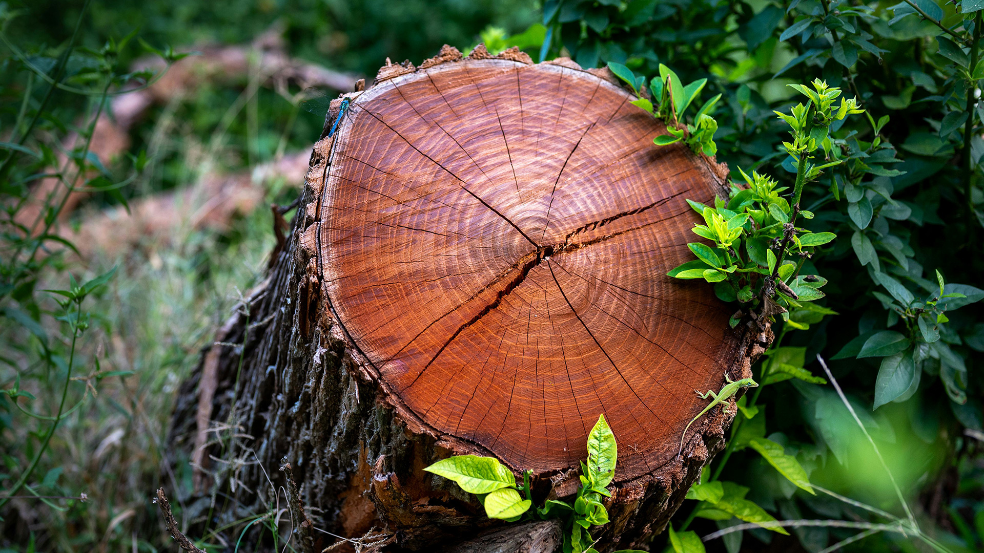 Baumpflege mit Präzision und Sorgfalt