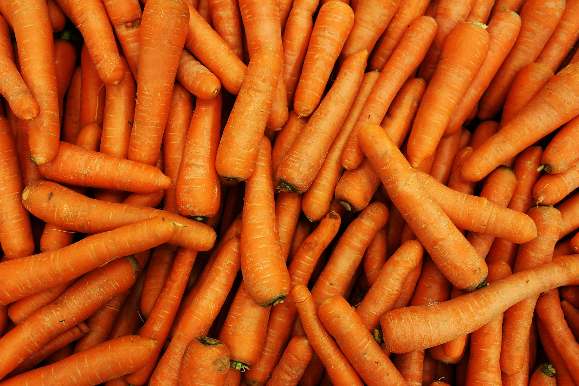Futterkarotten – schmackhaft und nahrhaft