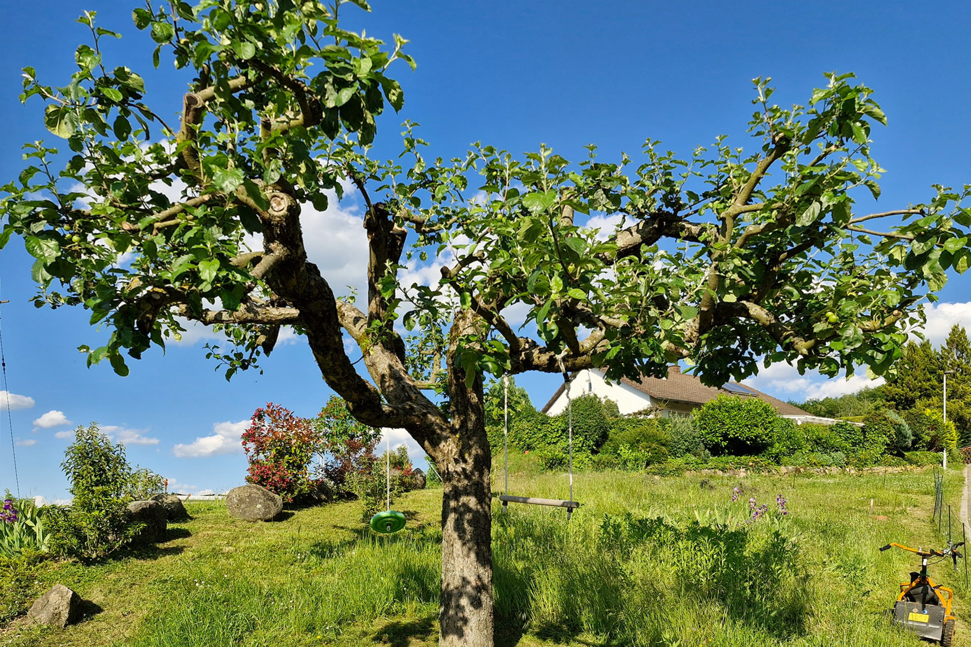 baumpflege-baumschnitt-1920×1280-20240514_175812 Baumschnitt: Äste zurück schneiden, Totholz entfernen, Formschnitt