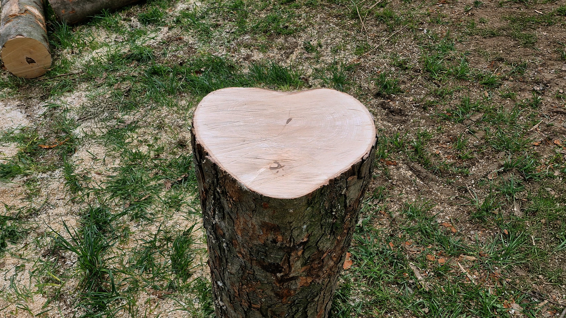 Baumpflege mit Präzision und Sorgfalt